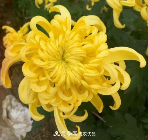 南陽(yáng)鎮平國明盆栽菊花基地(圖2)