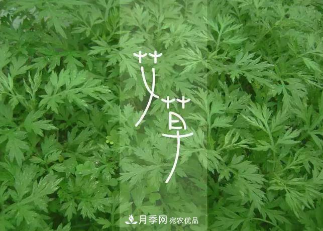 南陽(yáng)艾草產(chǎn)業(yè)發(fā)展規劃（2019-2023 年），快來(lái)看看吧！(圖3)