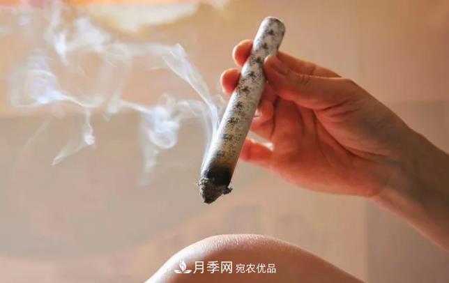 南陽(yáng)艾草產(chǎn)業(yè)發(fā)展規劃（2019-2023 年），快來(lái)看看吧！(圖2)