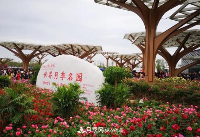 南陽(yáng)月季大觀(guān)園，單靠月季你引不起“全村人”的興趣！(圖1)