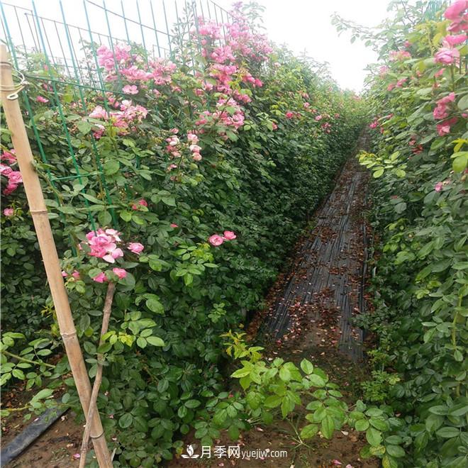 月季網(wǎng)片，藤本造型，月季花墻批發(fā)價(jià)格(圖3)