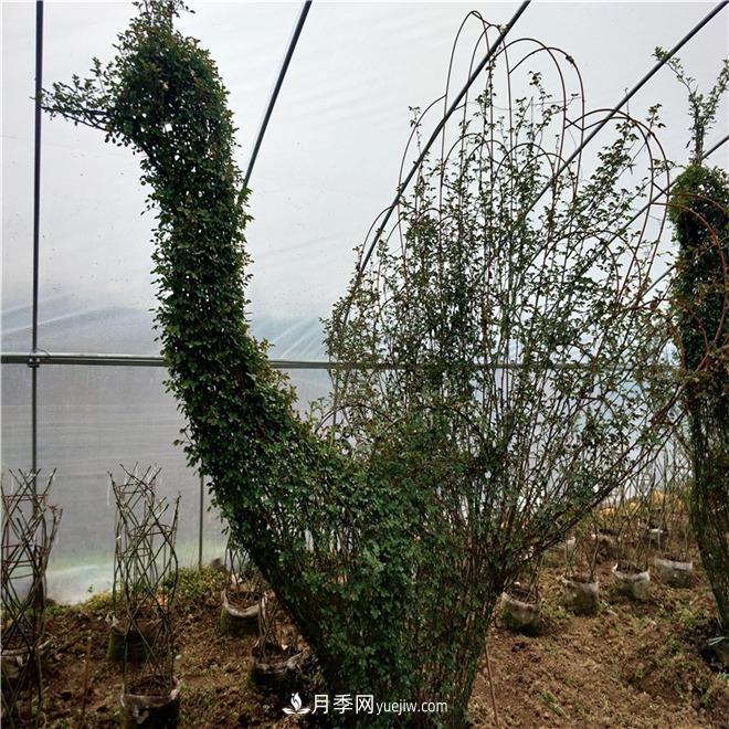 動(dòng)物造型月季，十二生肖奇型造型月季(圖1)