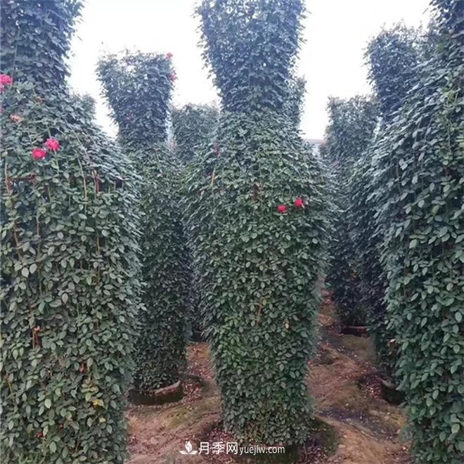 月季花瓶，南陽(yáng)基地花瓶造型月季批發(fā)價(jià)格(圖1)