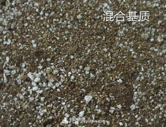 月季剪個(gè)枝，插到土里能生根嗎？(圖2)