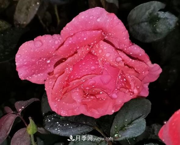 夜色下的謙卑，月季到底有多美？(圖1)