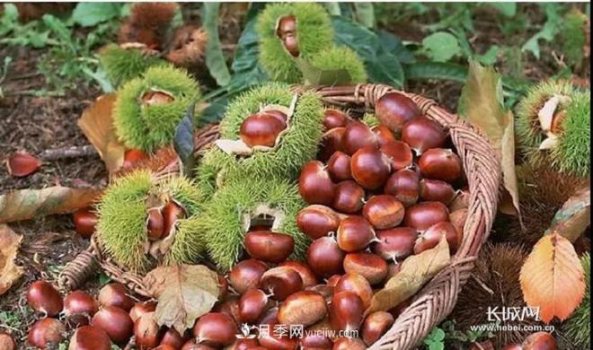 河北5地入選第四批中國特色農產(chǎn)品優(yōu)勢區(圖1)