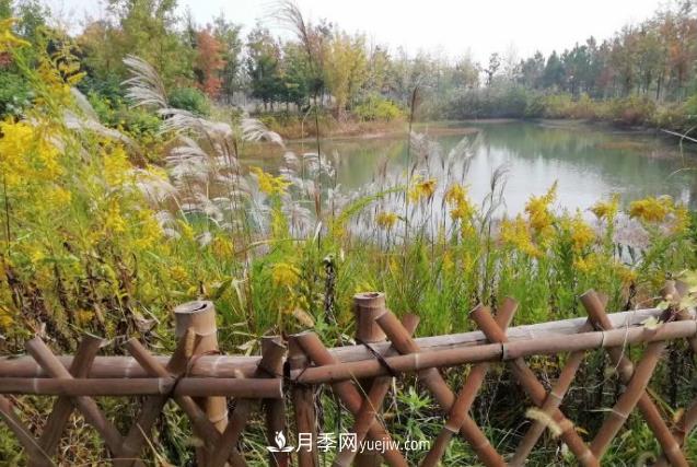 草木人間，霜降來(lái)臨，黃鶯花盛開(kāi)(圖1)