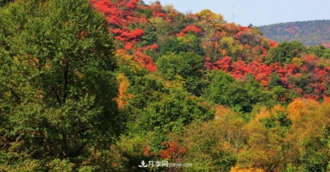 河南五個(gè)綠色“海洋”，在20度的森林中呼吸，讓你流連忘返(圖5)