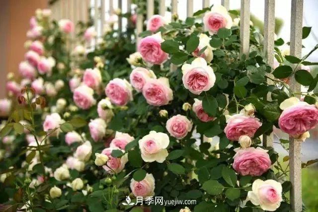 耐看的10種月季：非常養眼，你養過(guò)幾種(圖2)
