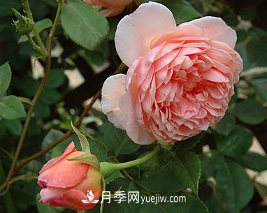 耐看的10種月季：非常養眼，你養過(guò)幾種(圖8)