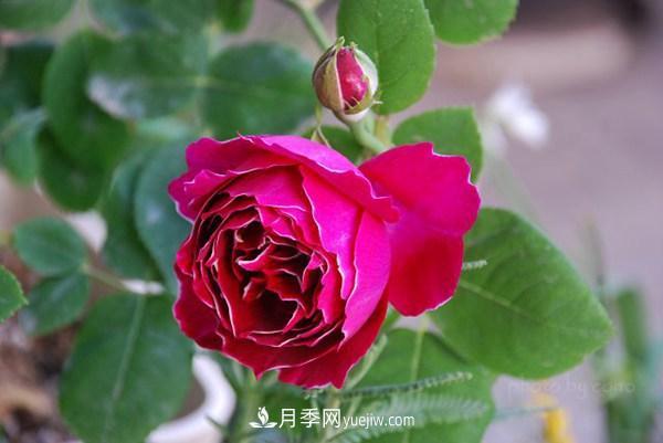 耐看的10種月季：非常養眼，你養過(guò)幾種(圖5)