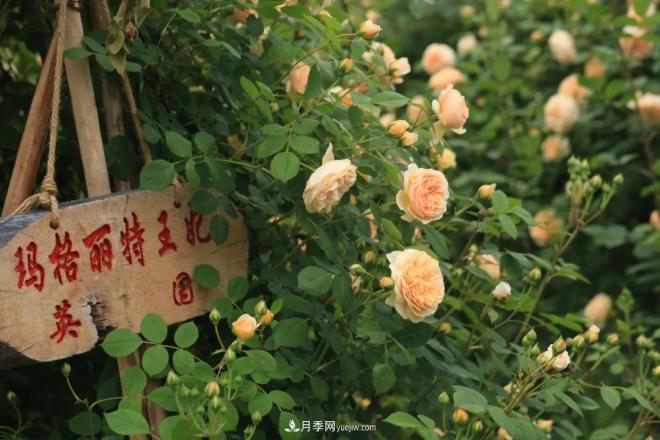耐看的10種月季：非常養眼，你養過(guò)幾種(圖3)