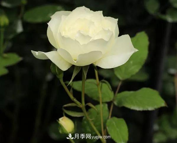 耐看的10種月季：非常養眼，你養過(guò)幾種(圖10)
