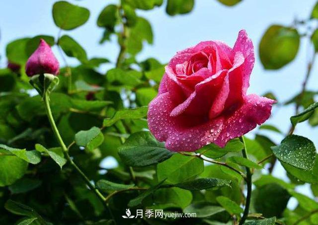 花也分三六九等么？何為一品九命？(圖1)