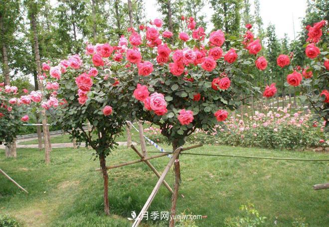 河北樹(shù)狀月季批發(fā)基地，品種月季產(chǎn)地直供價(jià)格表(圖4)