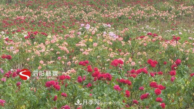 明年4月來(lái)宿遷泗陽(yáng)看第十一屆中國月季展覽會(huì )(圖2)