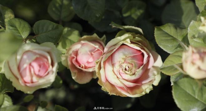 推薦15個(gè)受歡迎的月季品種，其實(shí)它們都有優(yōu)點(diǎn)缺點(diǎn)(圖6)
