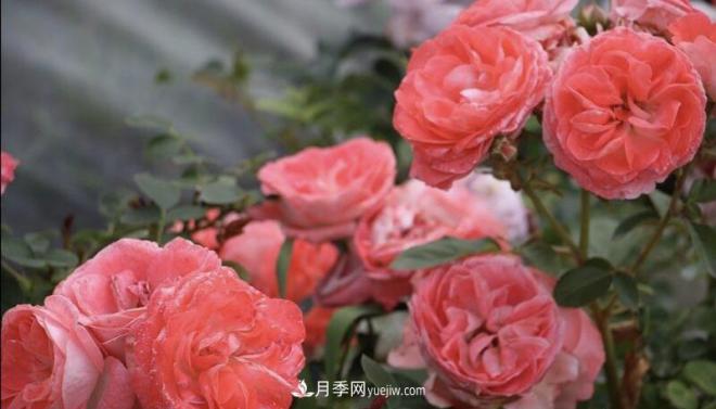 推薦15個(gè)受歡迎的月季品種，其實(shí)它們都有優(yōu)點(diǎn)缺點(diǎn)(圖10)