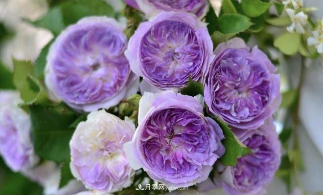 推薦15個(gè)受歡迎的月季品種，其實(shí)它們都有優(yōu)點(diǎn)缺點(diǎn)(圖13)