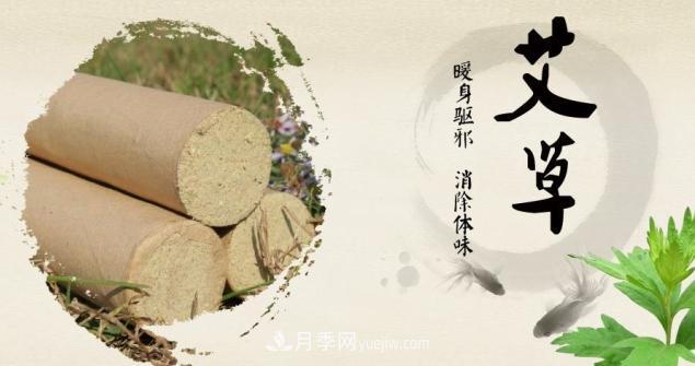 南陽(yáng)艾草煥發(fā)全新的生命力(圖2)