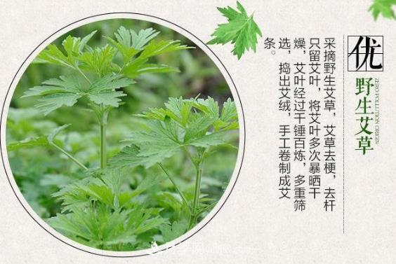 南陽(yáng)艾草煥發(fā)全新的生命力(圖1)