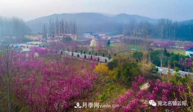 玉蘭飄香溢山鄉——南陽(yáng)南召玉蘭產(chǎn)業(yè)紀實(shí)(圖4)