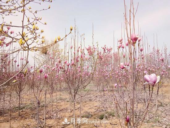 南召縣皇后鄉苗木產(chǎn)業(yè)：玉蘭花開(kāi)脫貧路(圖2)