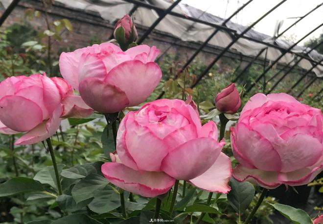 月季花長(cháng)粗壯芽先橫拉定期澆肥多淋雨，一年長(cháng)成花球(圖1)