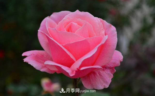 秋天養護月季不難，做好這三點(diǎn)還能開(kāi)花(圖2)
