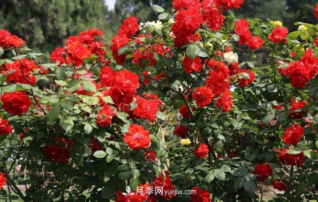 秋天養護月季不難，做好這三點(diǎn)還能開(kāi)花(圖3)