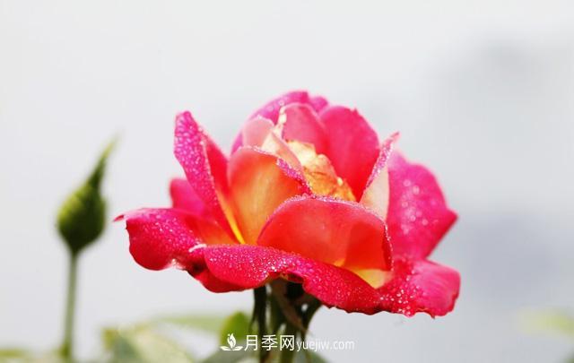 寒露過(guò)后如何扦插月季？輕松掌握養護技巧，養出苗壯月季花(圖2)