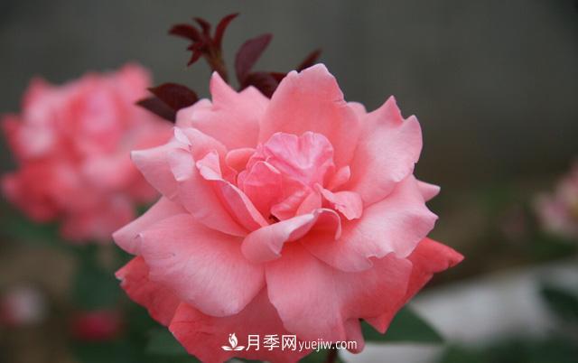 寒露過(guò)后如何扦插月季？輕松掌握養護技巧，養出苗壯月季花(圖3)