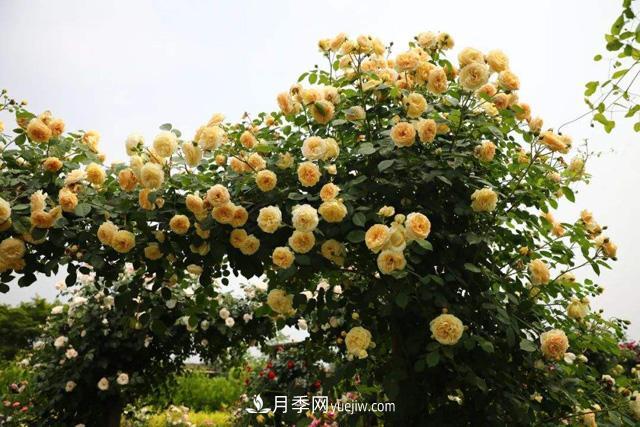 推薦3個(gè)藤本月季品種，一年就能長(cháng)成月季花墻(圖1)