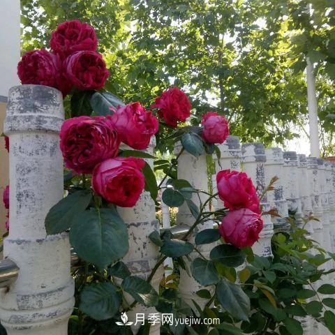想要打造網(wǎng)紅月季花墻，只要這三步，你也可以擁有花海(圖2)