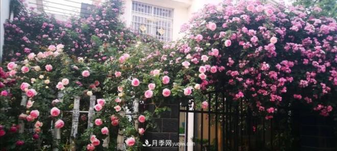 想要打造網(wǎng)紅月季花墻，只要這三步，你也可以擁有花海(圖3)