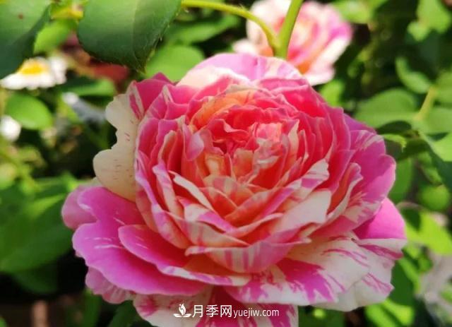 10種多刺月季籬笆防護用，修剪也需要小心(圖6)