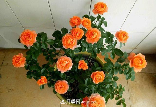四種對光照要求高的月季花，適合放在北陽(yáng)臺(圖1)