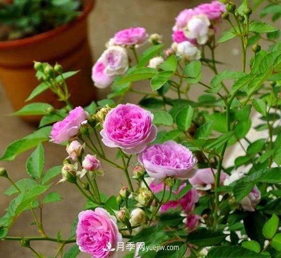 四種對光照要求高的月季花，適合放在北陽(yáng)臺(圖5)