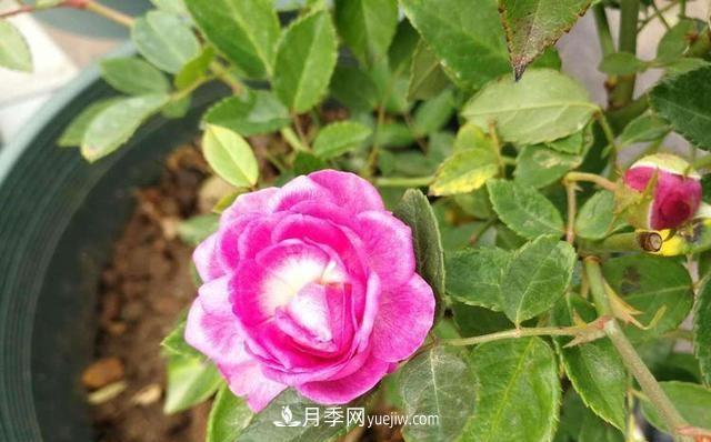 四種對光照要求高的月季花，適合放在北陽(yáng)臺(圖4)