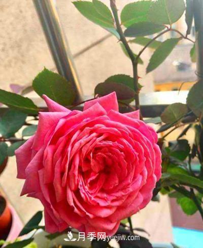 四種對光照要求高的月季花，適合放在北陽(yáng)臺(圖3)