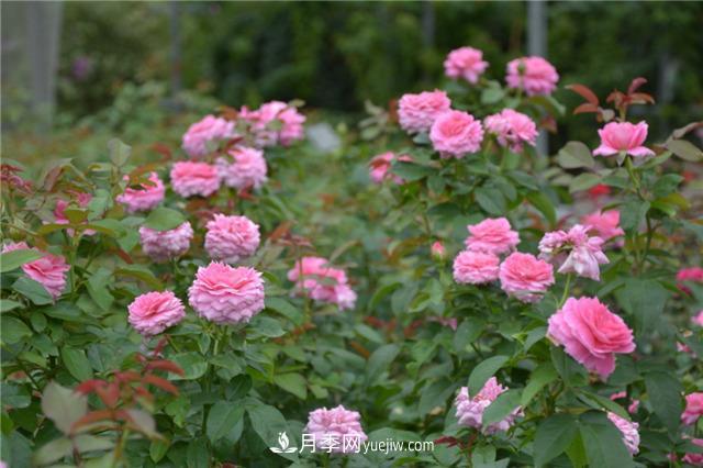 花開(kāi)華南地區，哪些月季品種，征服了廣州這片“熱土”？(圖13)