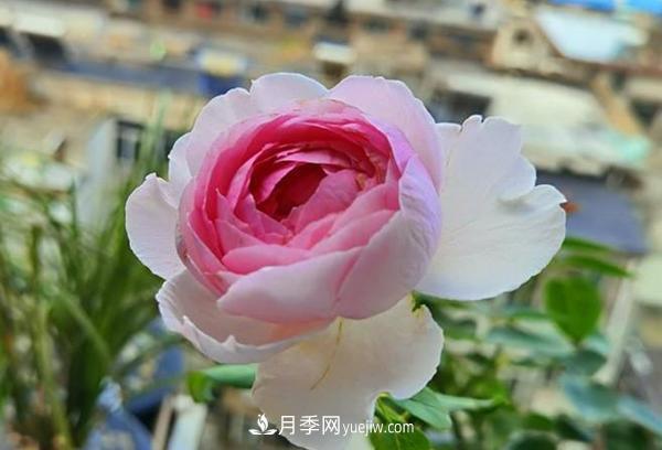 被稱(chēng)作“***美***香”的月季花，花型超大，你知道是哪個(gè)品種嗎(圖1)