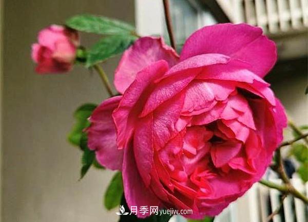 被稱(chēng)作“***美***香”的月季花，花型超大，你知道是哪個(gè)品種嗎(圖2)