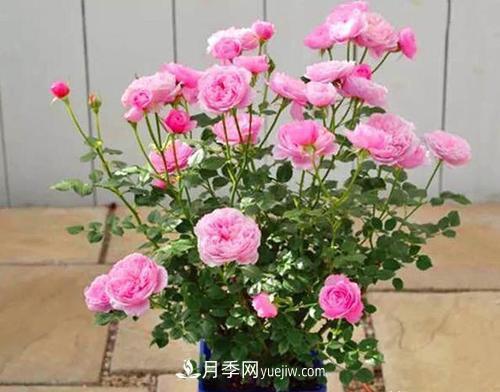 推薦新手5種微型月季，好養又好看，陽(yáng)臺盆栽佳品(圖1)