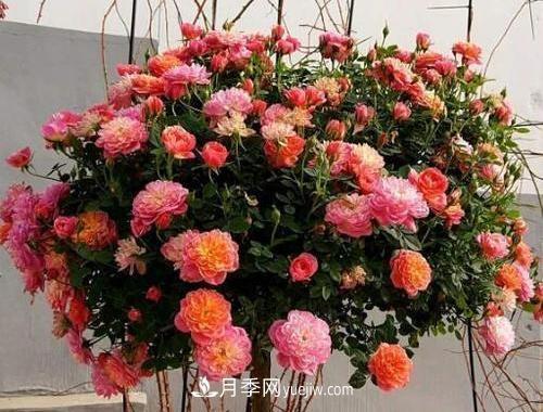 推薦新手5種微型月季，好養又好看，陽(yáng)臺盆栽佳品(圖2)