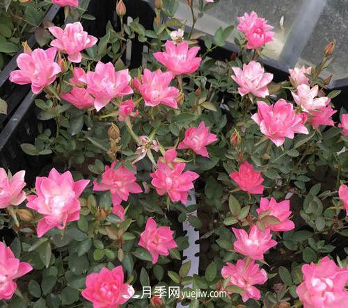 推薦新手5種微型月季，好養又好看，陽(yáng)臺盆栽佳品(圖4)