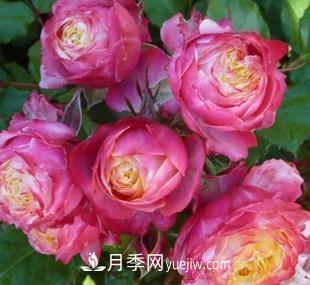 推薦新手5種微型月季，好養又好看，陽(yáng)臺盆栽佳品(圖5)