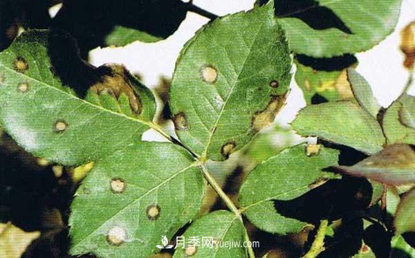月季炭疽病癥狀、發(fā)病特點(diǎn)及防治方法(圖1)