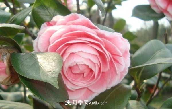 月季炭疽病癥狀、發(fā)病特點(diǎn)及防治方法(圖2)