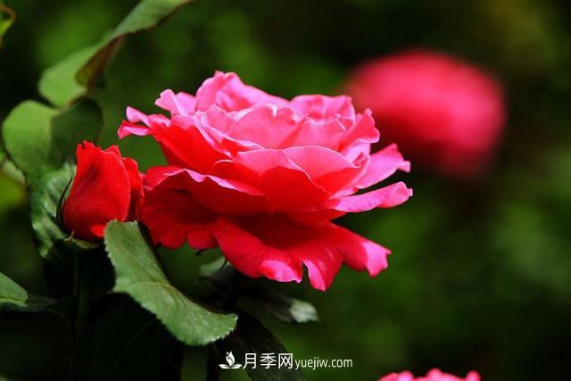 月季花的生長(cháng)環(huán)境和功能(圖1)